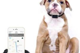 შინაური ცხოველები GPS ტრეკერი ძაღლებისთვის კატების