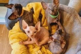 sphynx kittens for sale