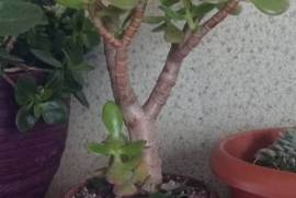 ფულის ხე
