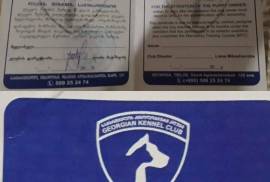 იყიდება რუსული ტოი ტერიერის ლეკვები