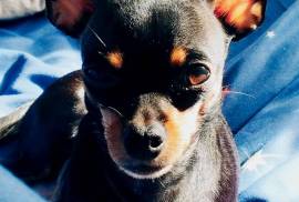 იყიდება რუსული ტოი ტერიერის ლეკვები