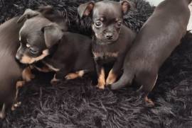 იყიდება რუსული ტოი ტერიერის ლეკვები