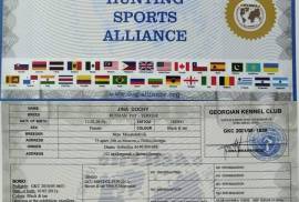 იყიდება რუსული ტოი ტერიერის ლეკვები