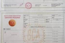 იყიდება გერმანული ნაგაზის ლეკვები