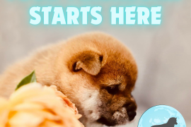 იყიდება შიბა ინუს ლეკვი(shiba inu puppy available)