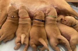 beautiful fox red Labrador Puppies