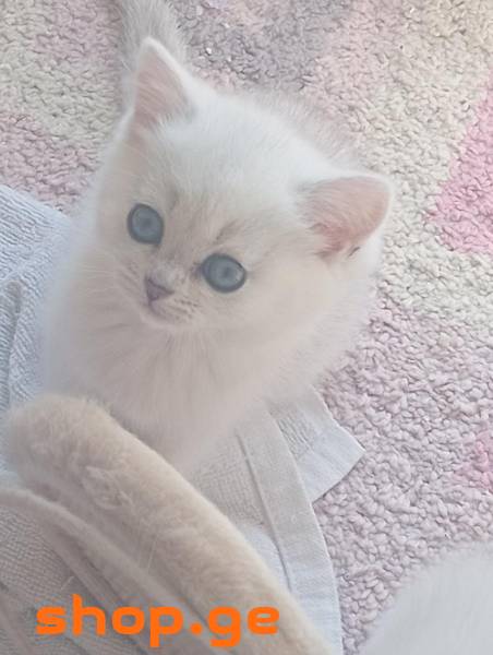 იყიდება კნუტი