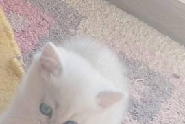 იყიდება კნუტი