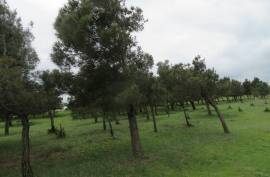 For Sale, Real Estate, Lands