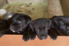 cane corso 1.5 tvis