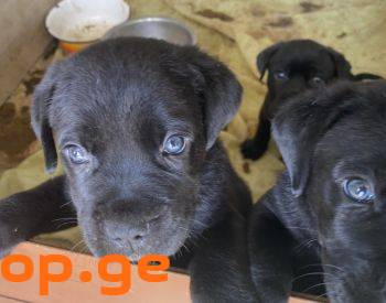 cane corso 1.5 tvis