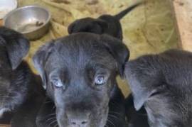 cane corso 1.5 tvis