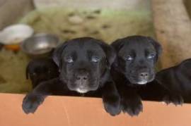 cane corso 1.5 tvis