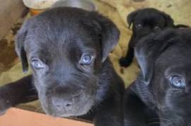 cane corso 1.5 tvis