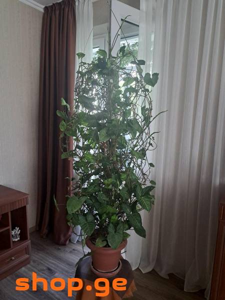 სინგონიუმი