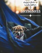 ძაღლების სასტუმრო ,,ს ა ბ ი"