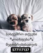 ძაღლების სასტუმრო ,,ს ა ბ ი"