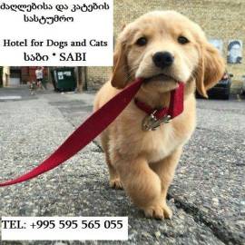 ძაღლების სასტუმრო ,,ს ა ბ ი"
