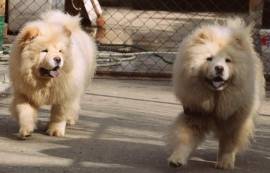 ძაღლების სასტუმრო ,,ს ა ბ ი"