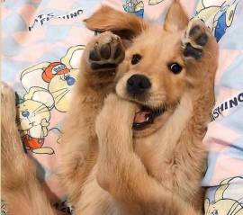 ძაღლების სასტუმრო ,,ს ა ბ ი"