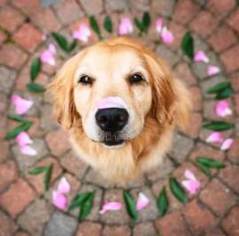 ძაღლების სასტუმრო ,,ს ა ბ ი"