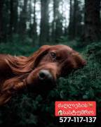 ძაღლების სასტუმრო ,,ს ა ბ ი"