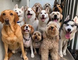 ძაღლების სასტუმრო ,,ს ა ბ ი"