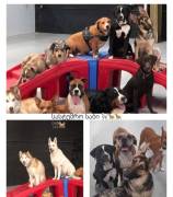 ძაღლების სასტუმრო ,,ს ა ბ ი"