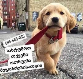 ძაღლების სასტუმრო ,,ს ა ბ ი"