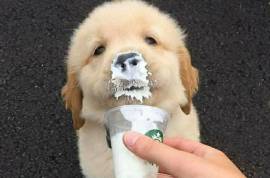 ძაღლების სასტუმრო ,,ს ა ბ ი"