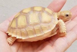 Albino Sulcata tortoises!