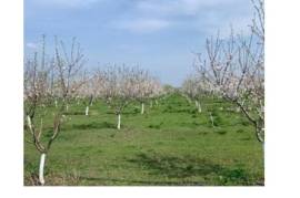 For Sale, Real Estate, Lands