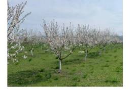 For Sale, Real Estate, Lands