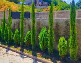 მარადმწვანე მცენარეები