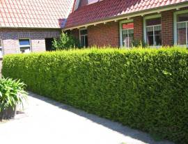 მარადმწვანე მცენარეები