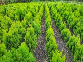 მარადმწვანე მცენარეები