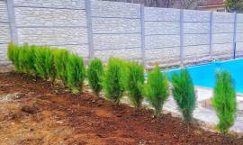 მარადმწვანე მცენარეები