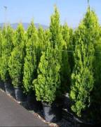 მარადმწვანე მცენარეები