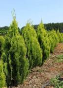 მარადმწვანე მცენარეები