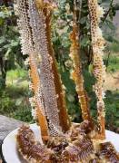  ალპური მთის ყვავილების თაფლი, 1000კგ