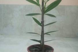ოლეანდრე (Oleander)