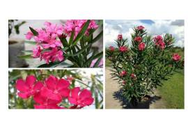 ოლეანდრე (Oleander)