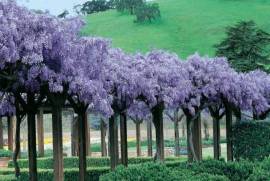 გლიცინია, ცისვაზი, ნერგი (Wisteria)