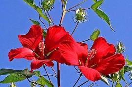 ჰიბისკუსი hibiscus