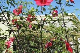 ჰიბისკუსი hibiscus