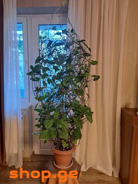 სინგონიუმი